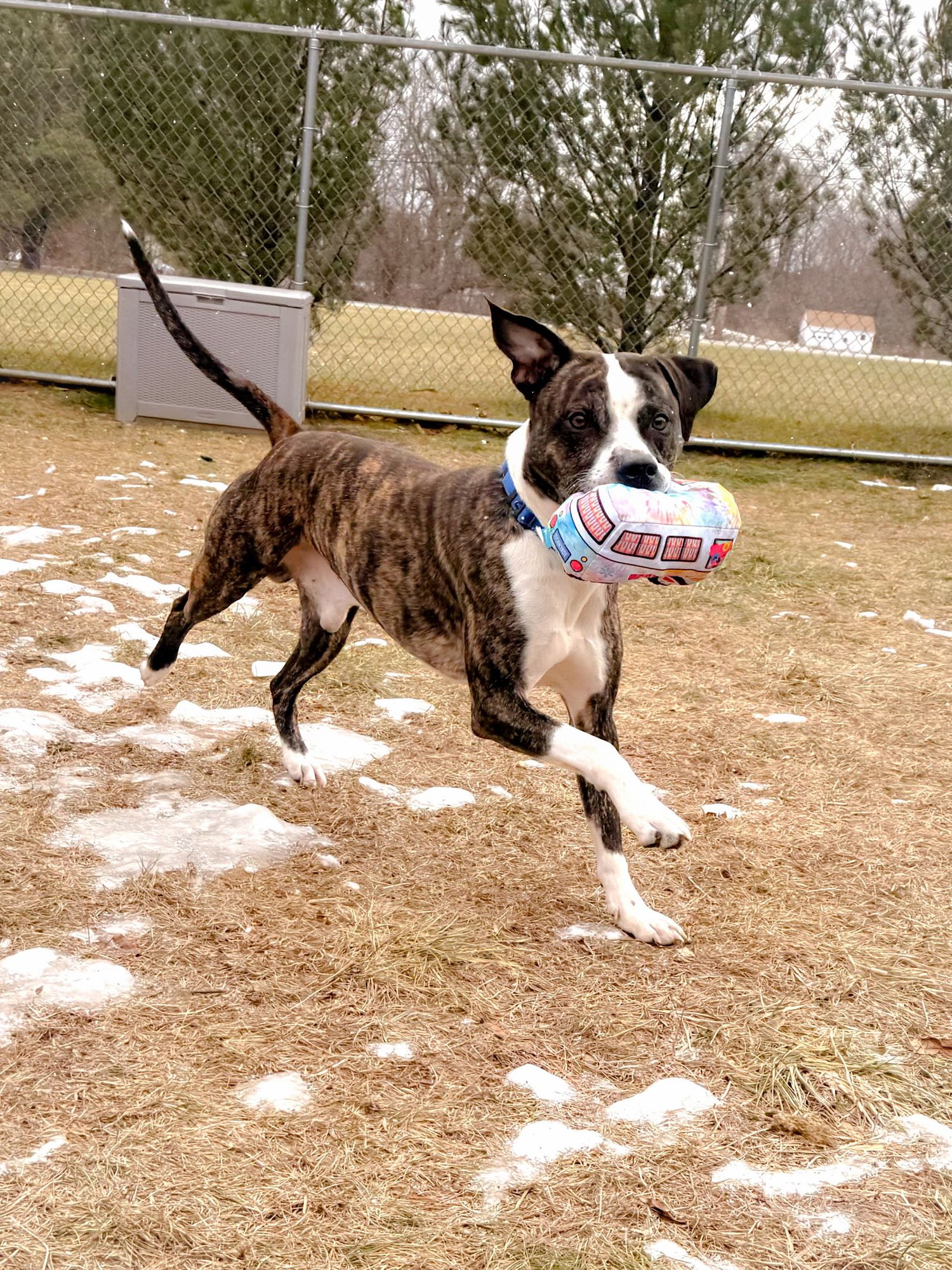 RAMSEY - Pit Bull Terrier available for adoption