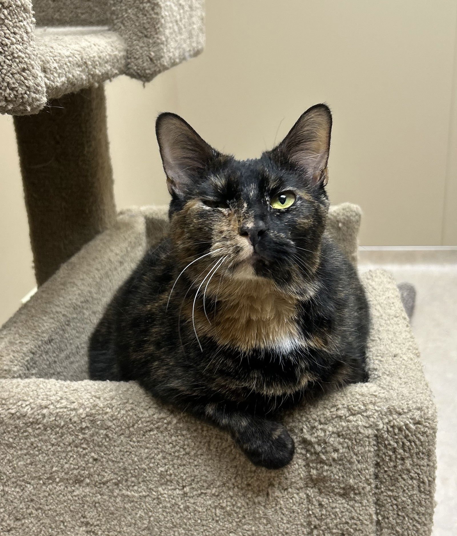 MAPLE - Domestic Short Hair available for adoption