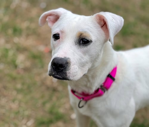 NYA - Miniature Bull Terrier available for adoption