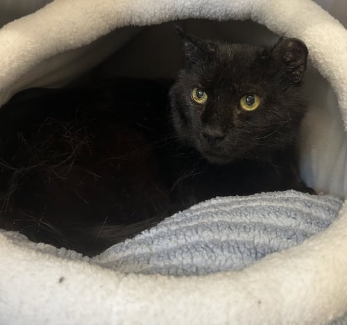 SALEM - Domestic Short Hair available for adoption