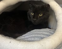 Salem - Photo 2