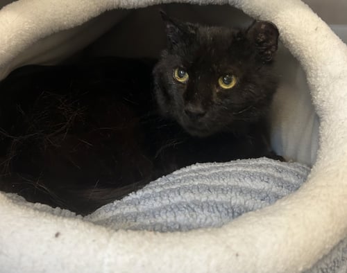 SALEM - Domestic Short Hair available for adoption