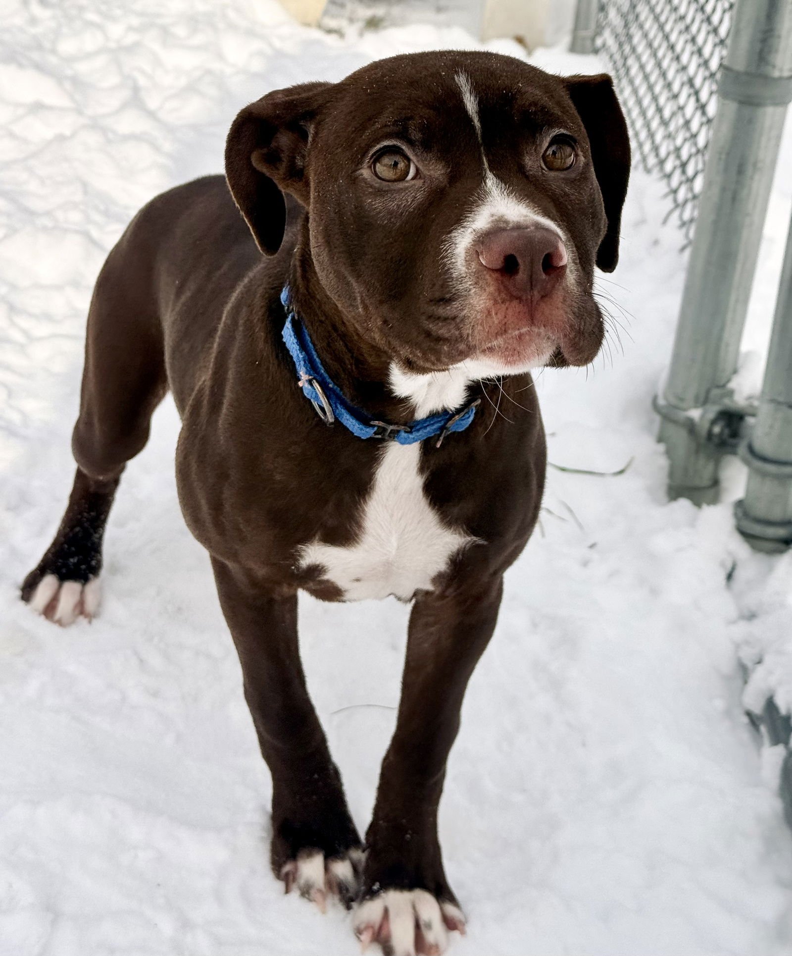 BONNIE - Pit Bull Terrier available for adoption