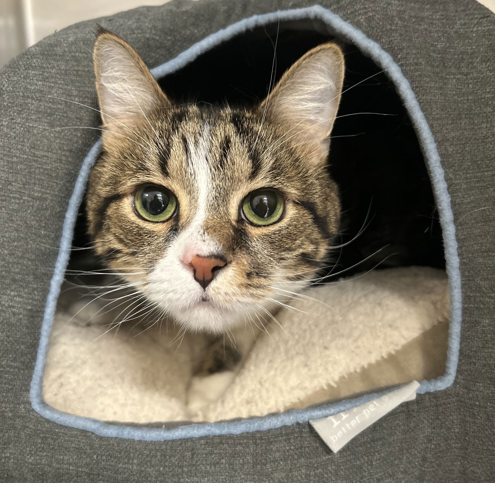 TIGER - Domestic Short Hair available for adoption