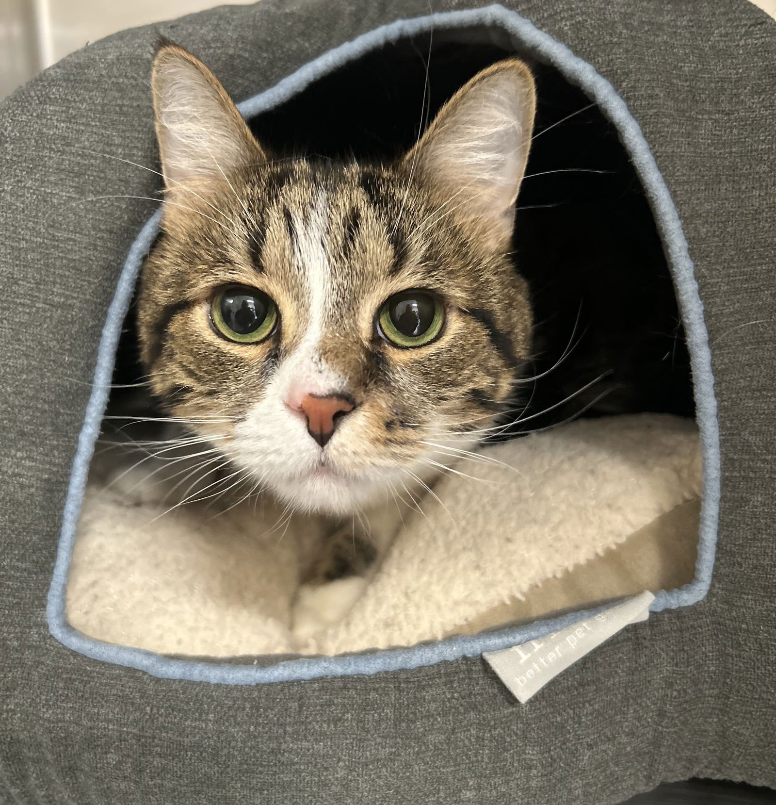 TIGER - Domestic Short Hair available for adoption