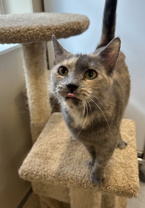 PATCH - Domestic Short Hair available for adoption