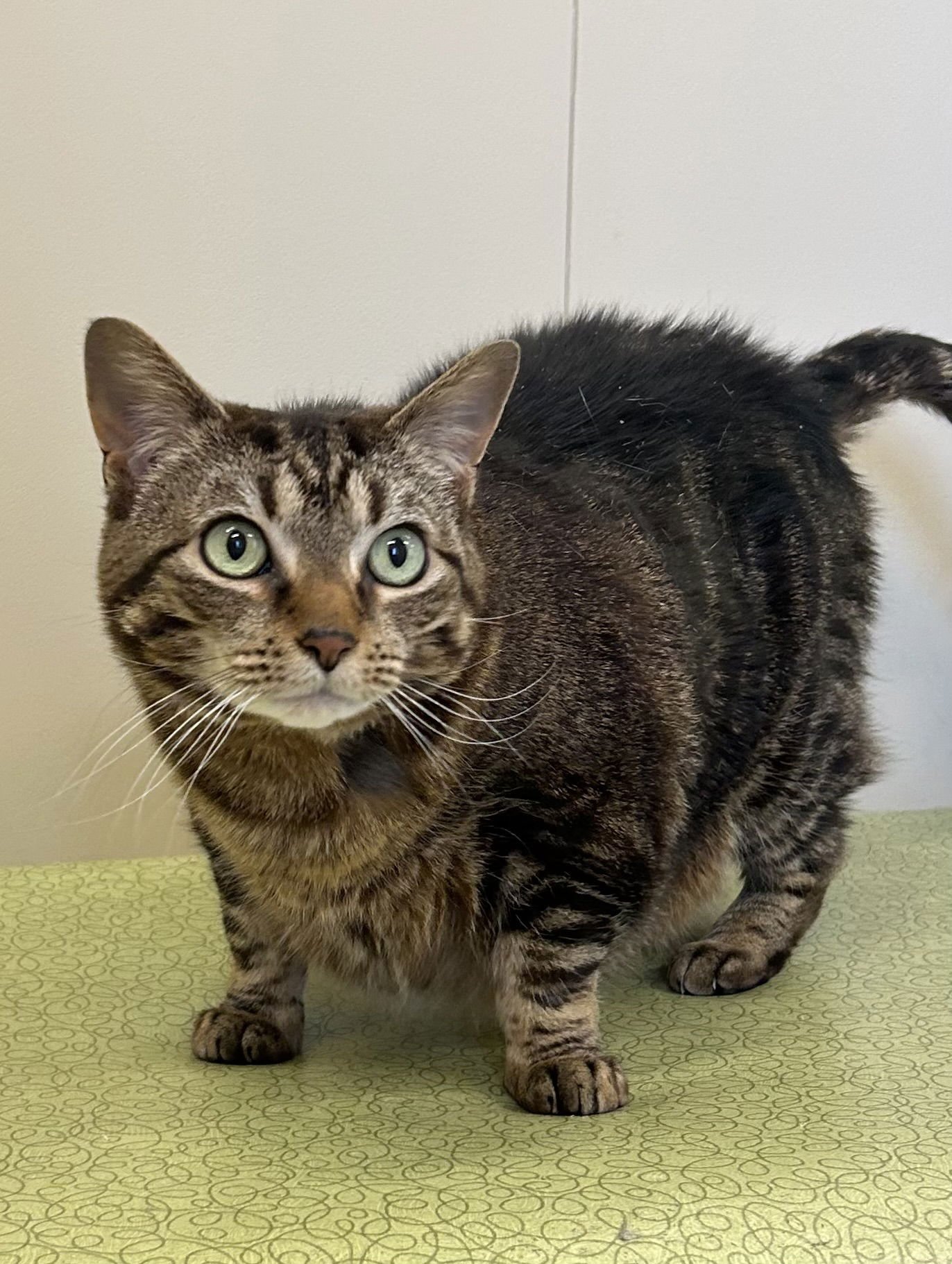 MARBLE - Domestic Short Hair available for adoption