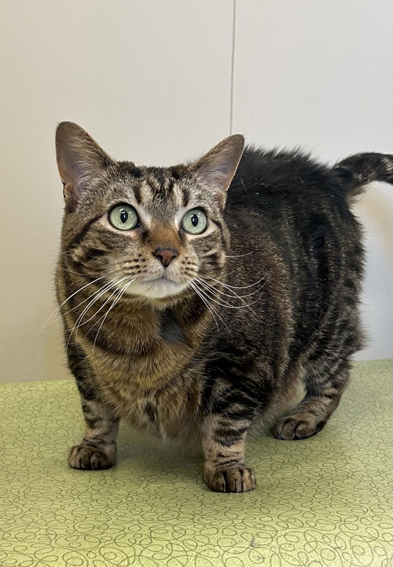 MARBLE - Domestic Short Hair available for adoption