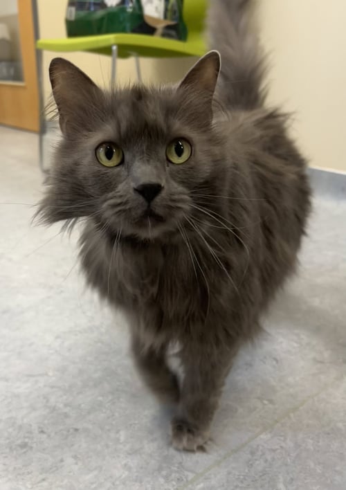 COCO - Domestic Medium Hair available for adoption