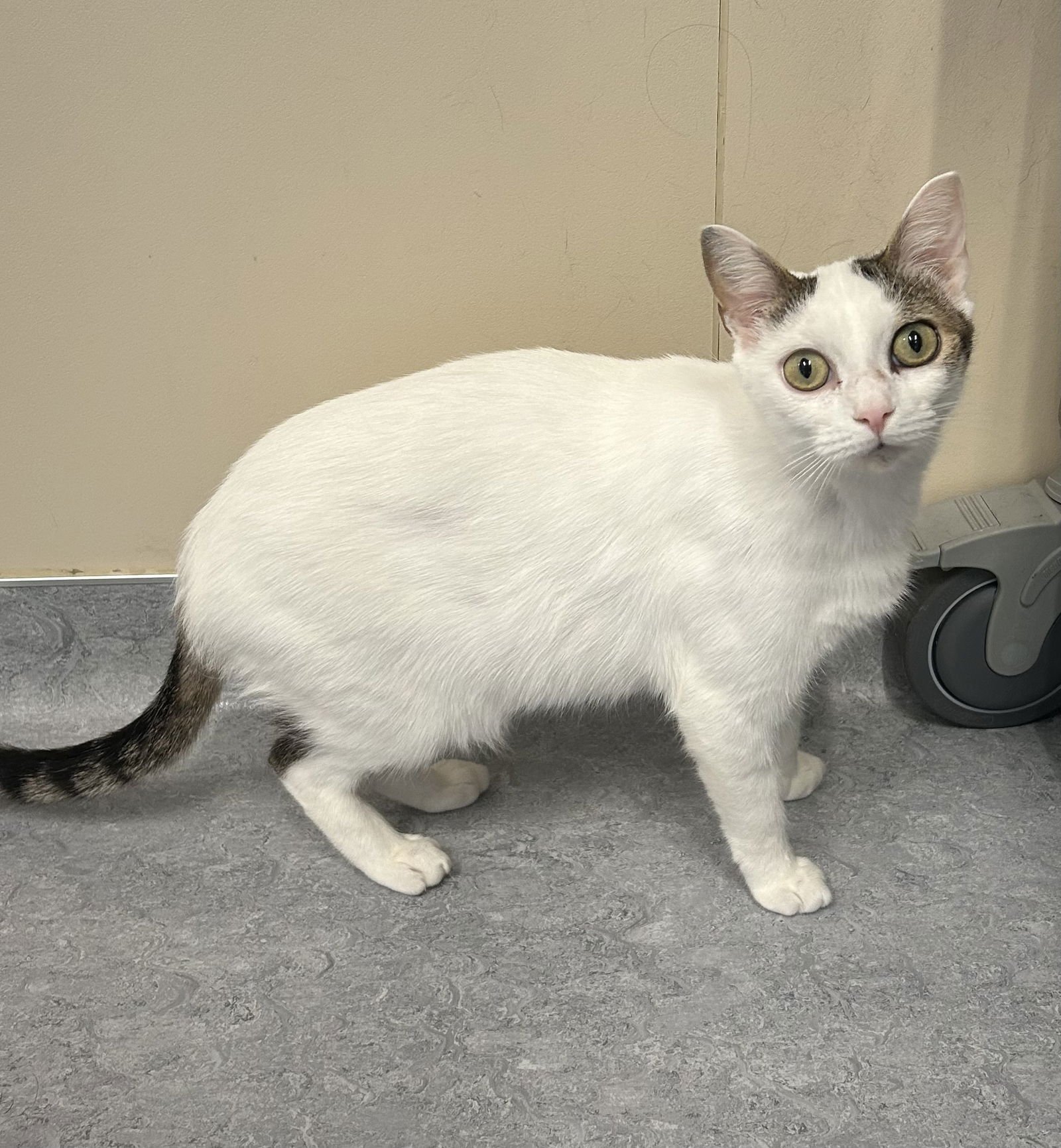 MERIDA - Domestic Short Hair available for adoption