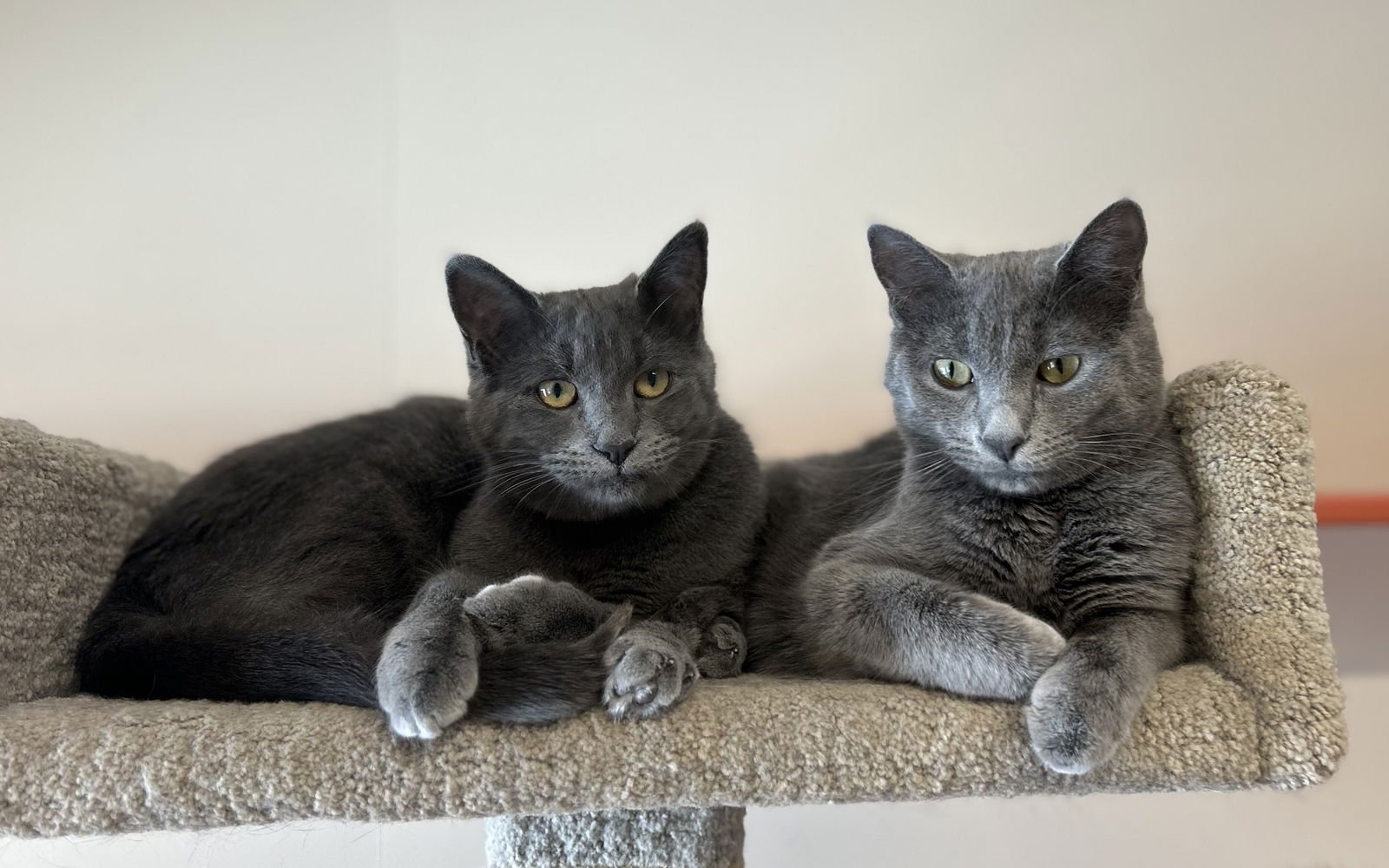 CHESS & CHECKERS - Domestic Short Hair available for adoption
