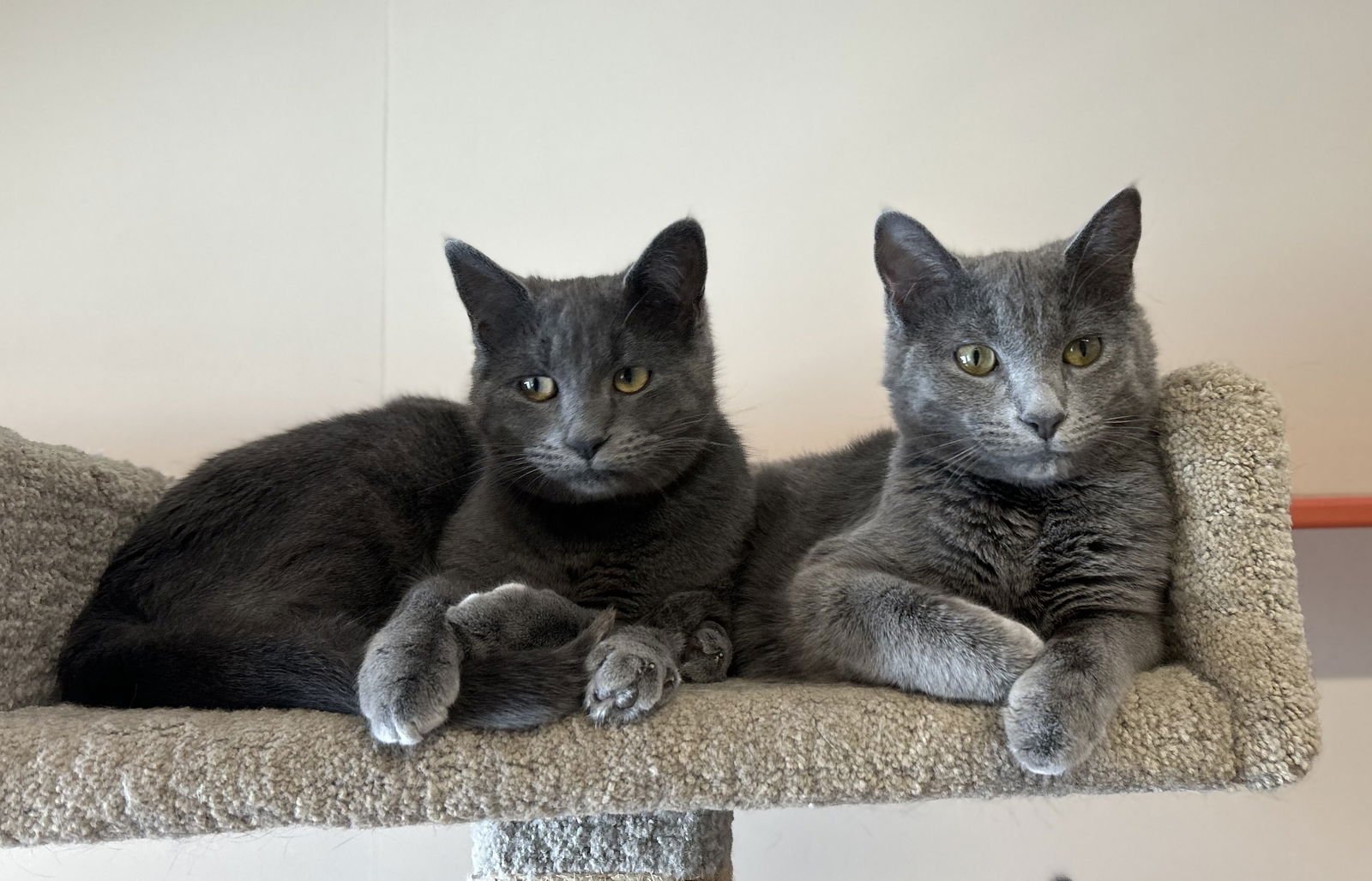 CHESS & CHECKERS - Domestic Short Hair available for adoption