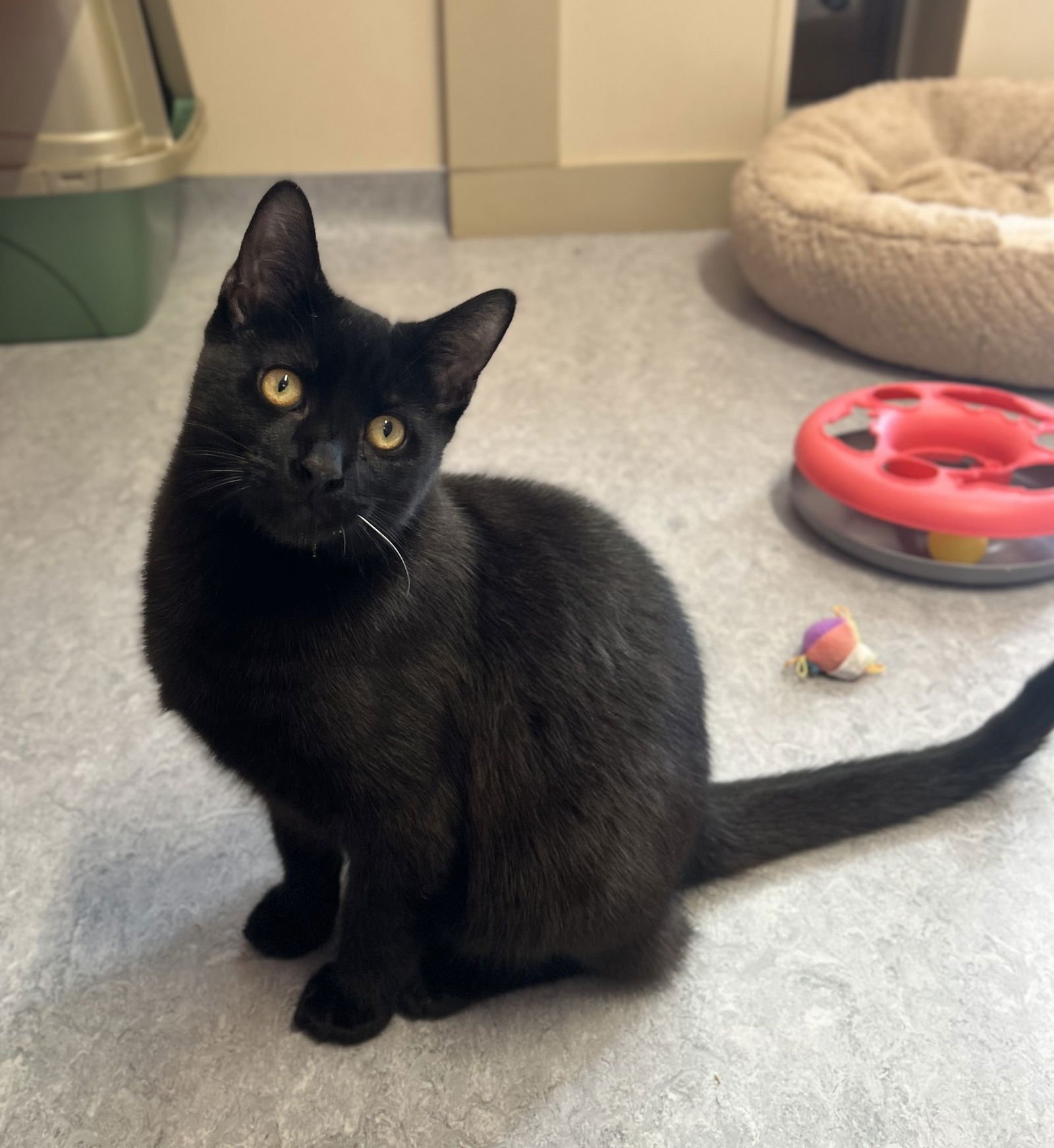 HOWIE - Domestic Short Hair available for adoption