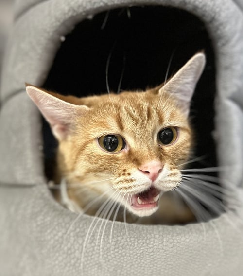 BAILEY - Domestic Short Hair available for adoption