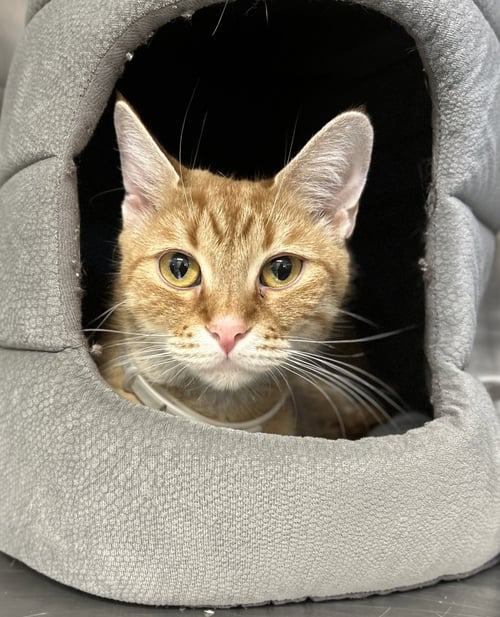 BAILEY - Domestic Short Hair available for adoption