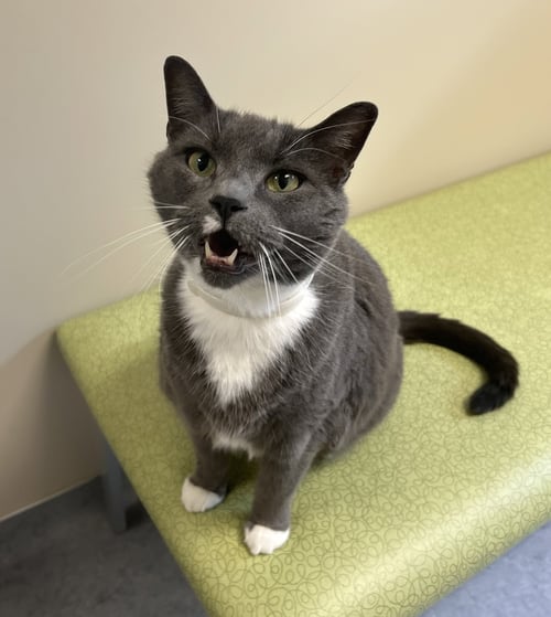 SAMMY - Domestic Short Hair available for adoption