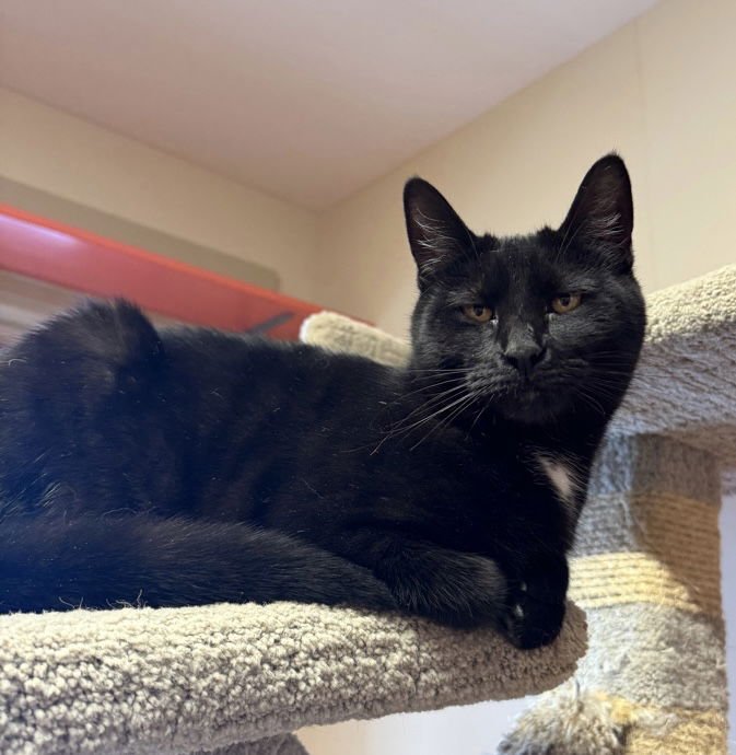 NOODLE - Domestic Short Hair available for adoption