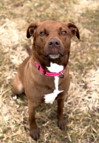 Mattie - Photo 3