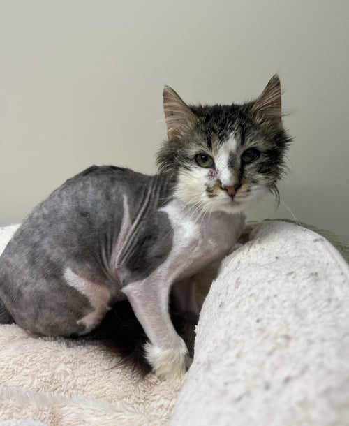 OSCAR - Domestic Long Hair available for adoption