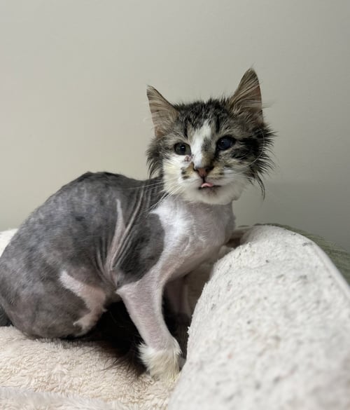 OSCAR - Domestic Long Hair available for adoption
