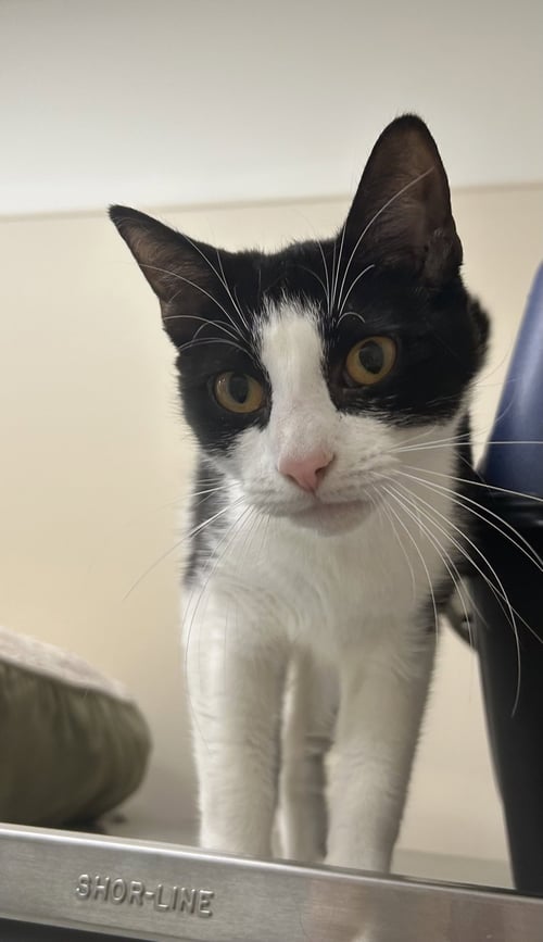 ABBY - Domestic Short Hair available for adoption