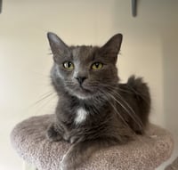 Willow - Photo 1