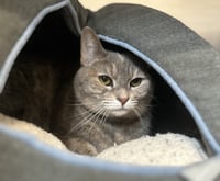 Hazel - Photo 3