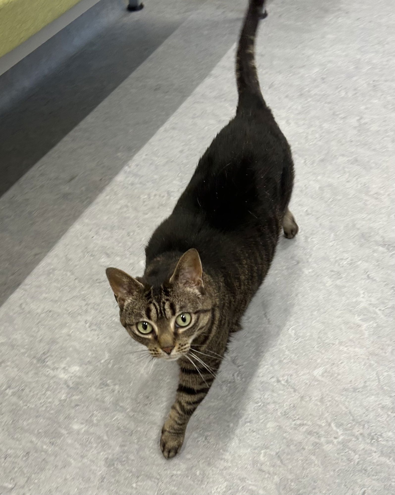 GIDGET - Domestic Short Hair available for adoption