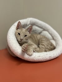 Milo - Photo 1