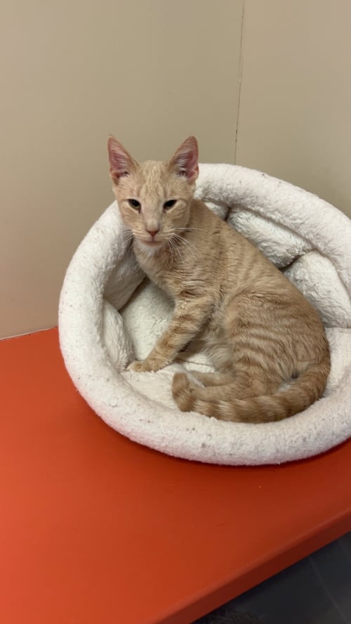 MILO - Domestic Short Hair available for adoption