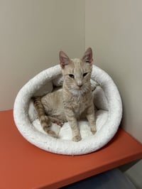 Milo - Photo 3
