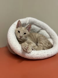 Milo - Photo 4