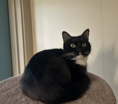 JOY - Domestic Short Hair available for adoption