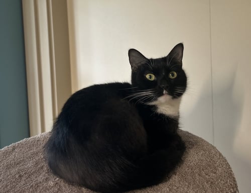 JOY - Domestic Short Hair available for adoption