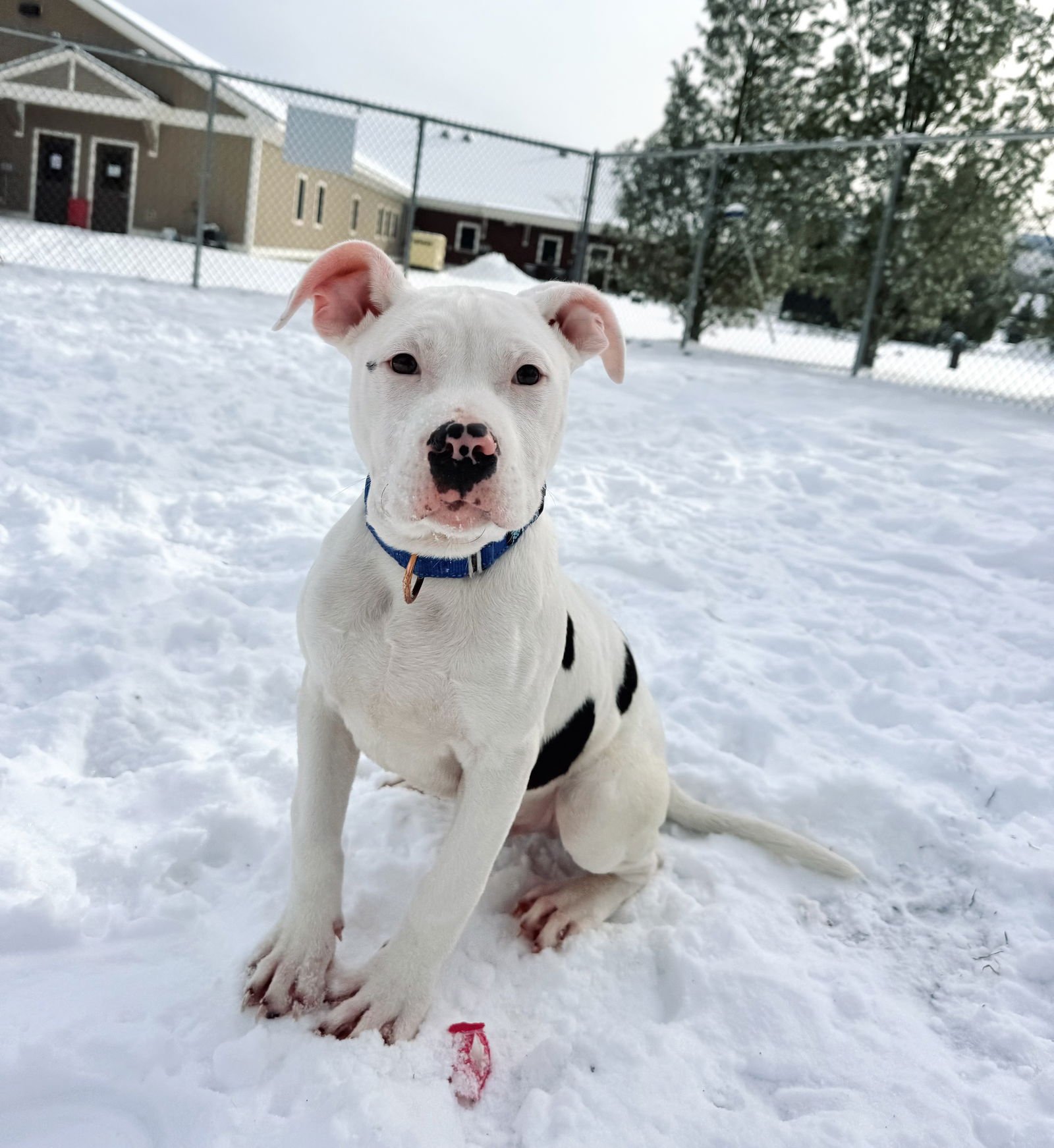 CLYDE - Pit Bull Terrier available for adoption