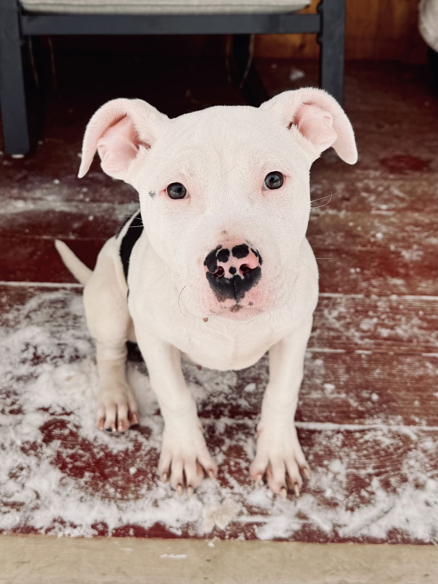 CLYDE - Pit Bull Terrier available for adoption