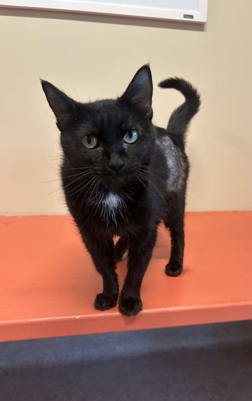 JOVIE - Domestic Short Hair available for adoption