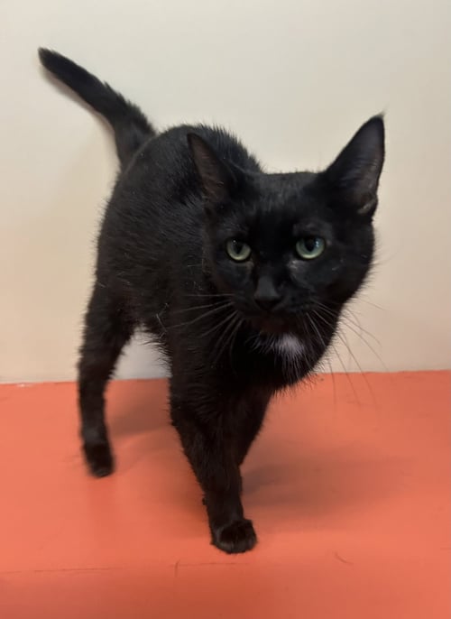 JOVIE - Domestic Short Hair available for adoption