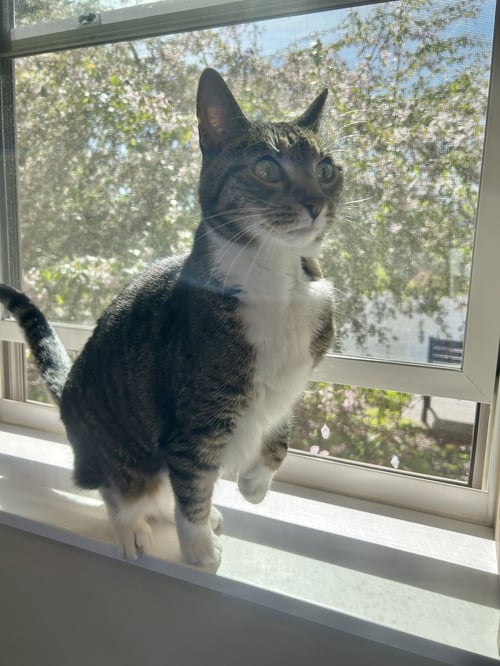CHARLOTTE - Domestic Short Hair available for adoption