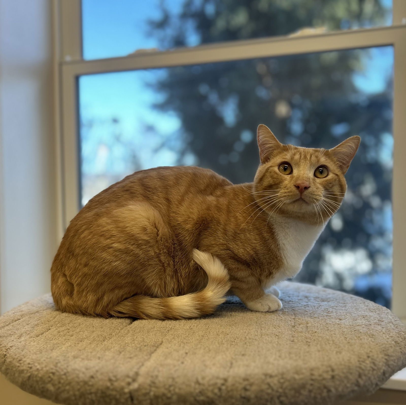 ANGUS - Domestic Short Hair available for adoption