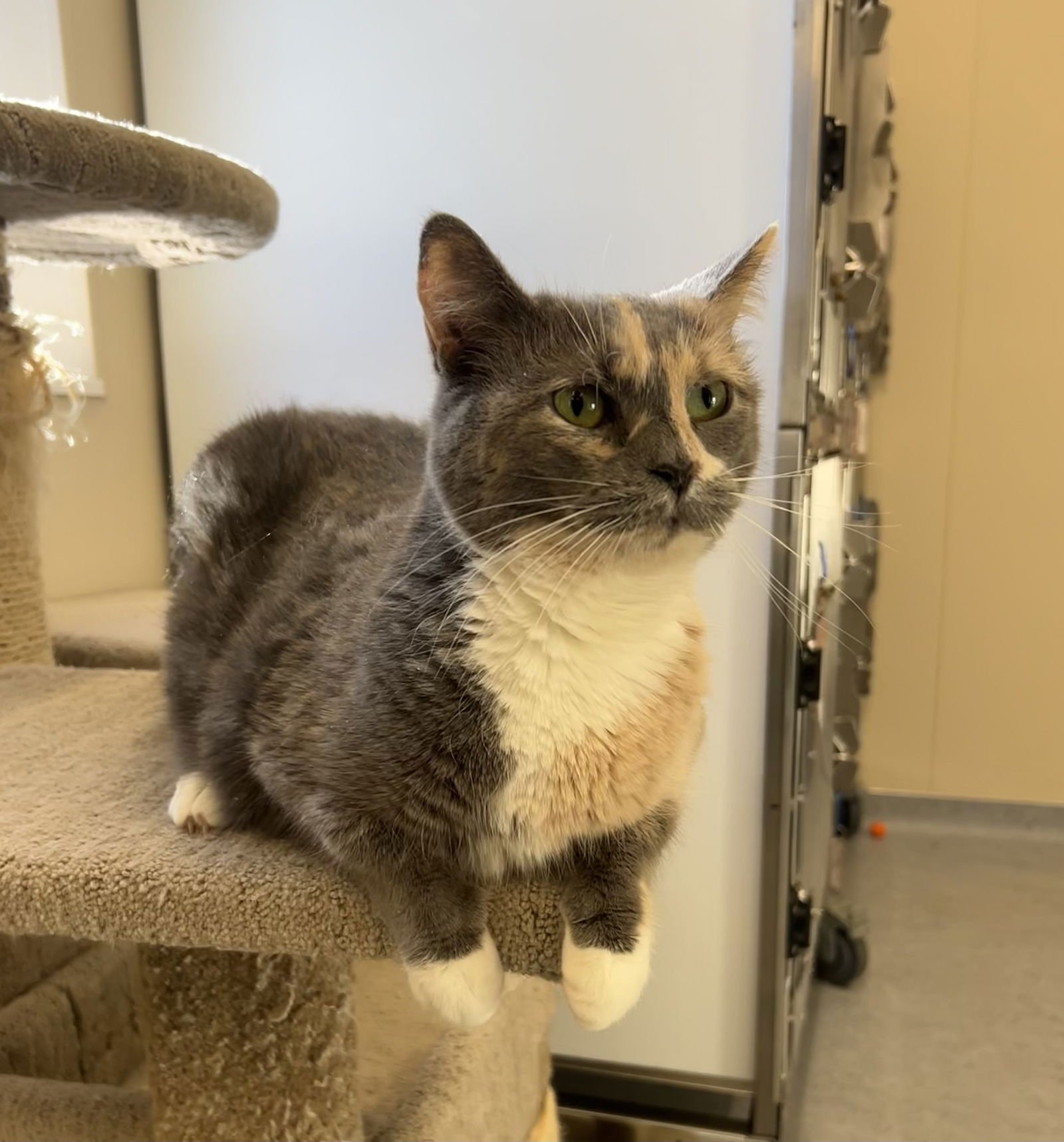 SOPHIA - Domestic Short Hair available for adoption