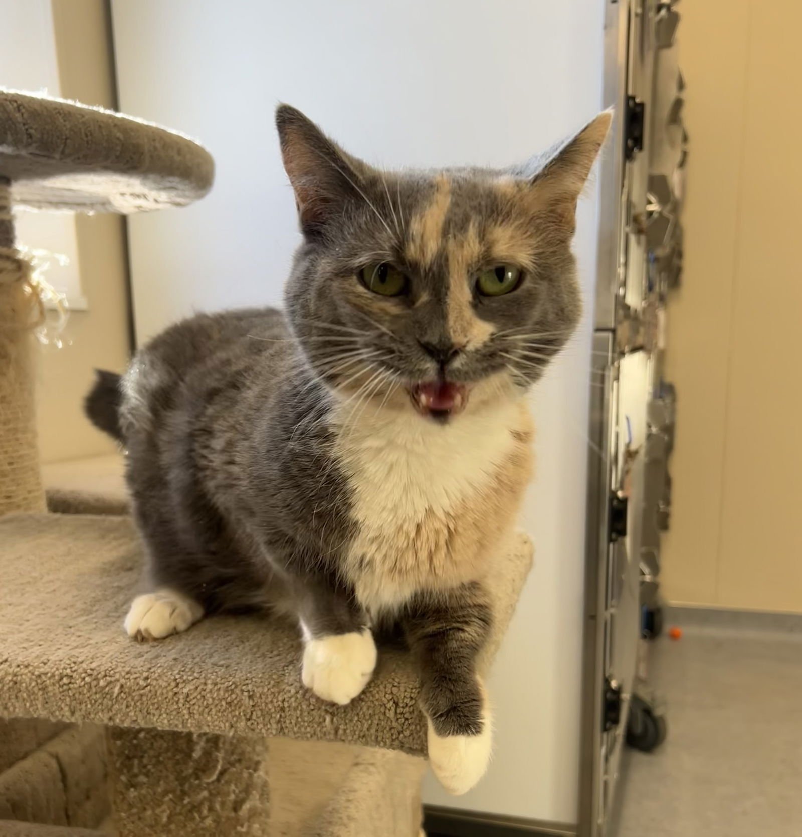 SOPHIA - Domestic Short Hair available for adoption