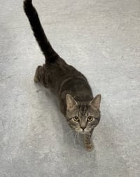 Odin - Photo 1
