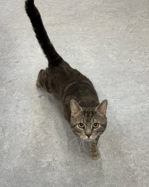 ODIN - Domestic Short Hair available for adoption