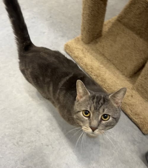 ODIN - Domestic Short Hair available for adoption