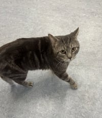 Odin - Photo 3