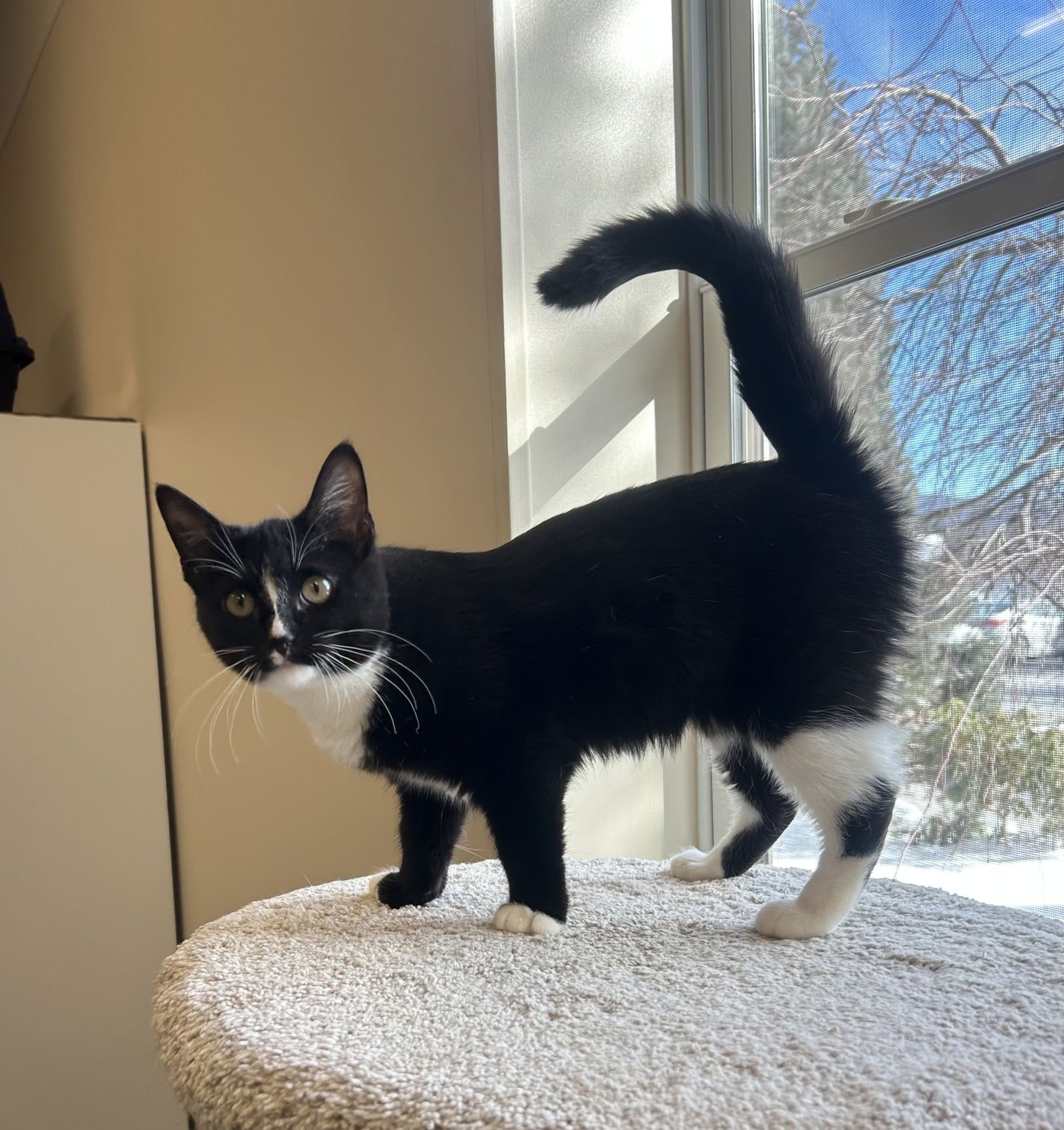 QUINCY - Domestic Short Hair available for adoption