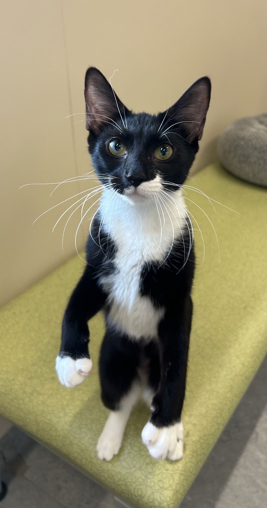 LILITH - Domestic Short Hair available for adoption