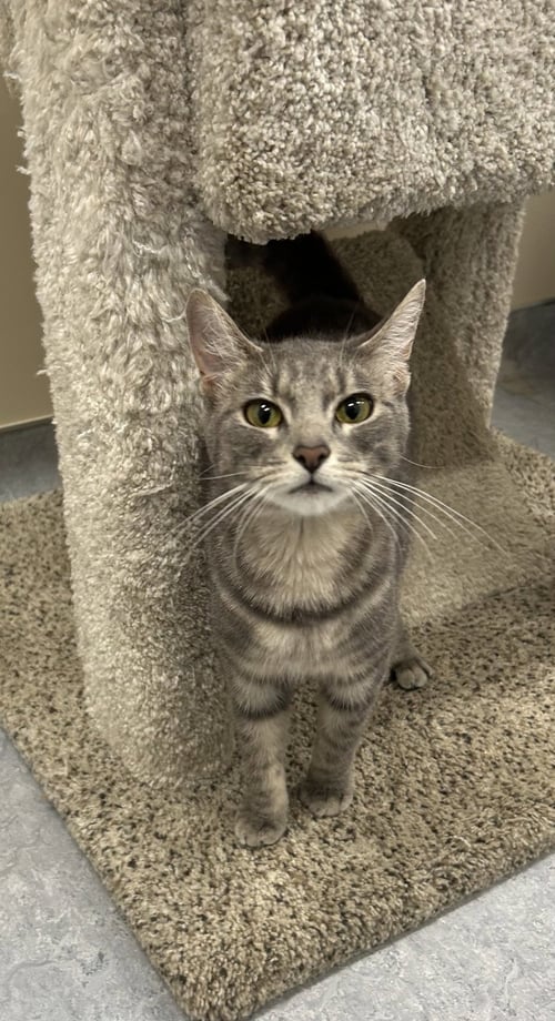 CELIA - Domestic Short Hair available for adoption