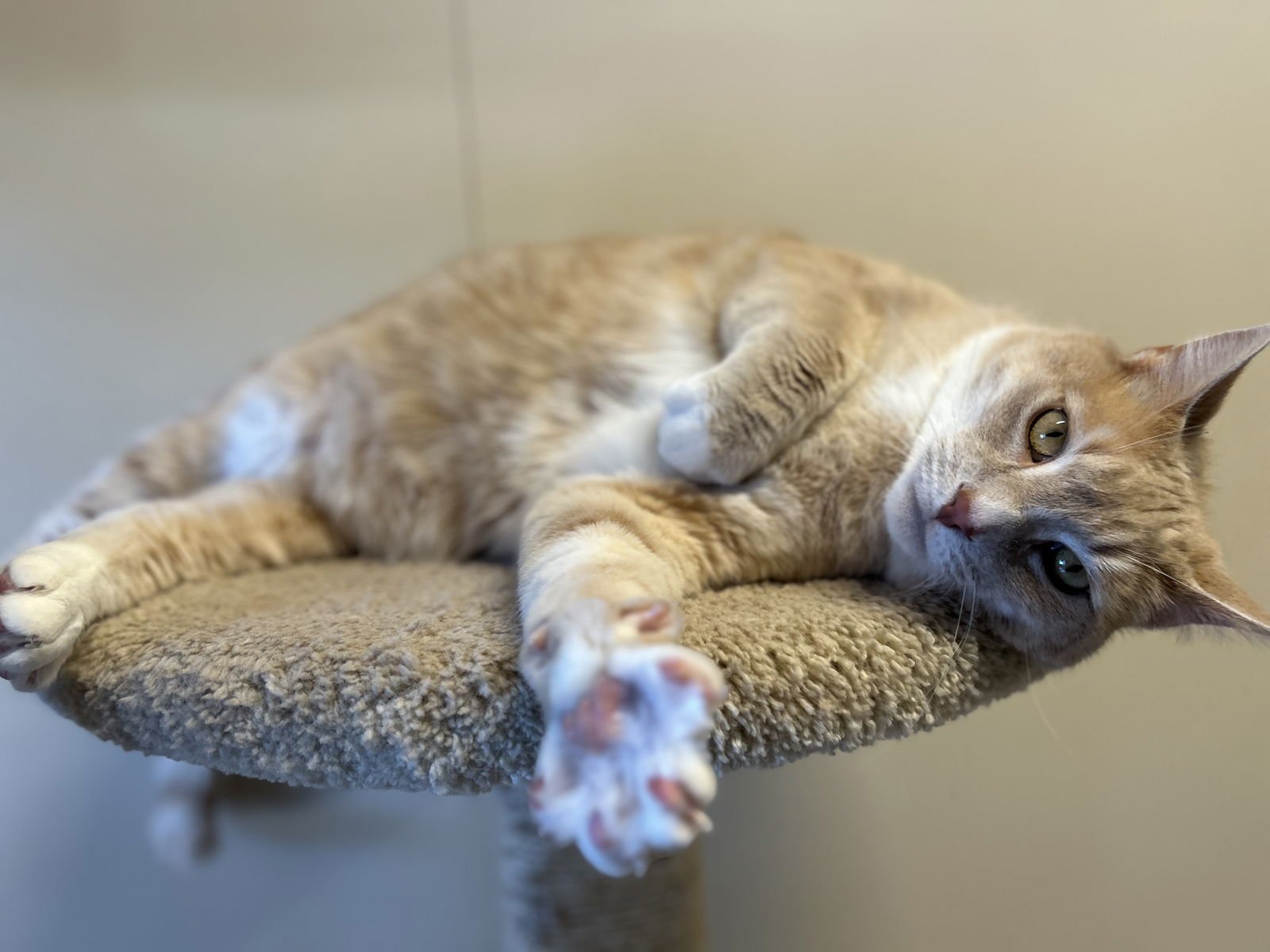 CHOMPER - Domestic Short Hair available for adoption